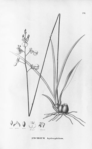 Oncidium hydrophilum